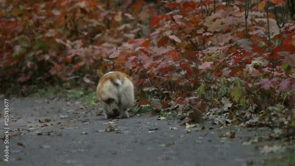 dog walking on the road in the park, slow motion dog walking on the road in the park, slow motion