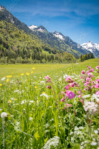 Blühende Bergwiese vor einen Bergpanorama
