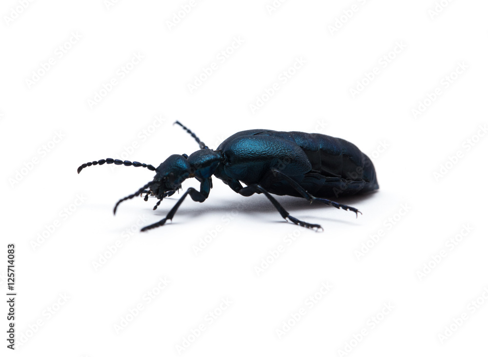 Beetle violet black on white background Beetle violet black on white background
