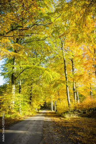 Beech forest in autumn. Forest road.