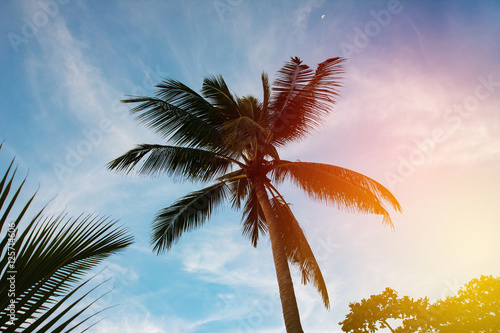 Palm tree silhouette in sunset sky © dariazu