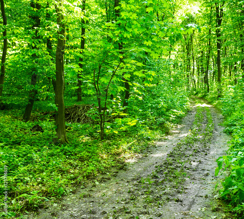 green forest