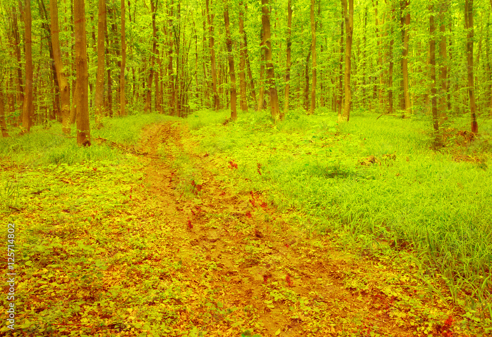 Fototapeta premium forest trees