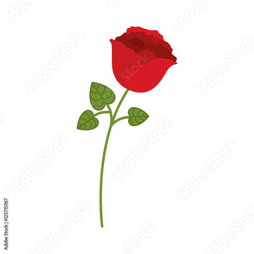 red rose with green leaves over white background. vector illustration