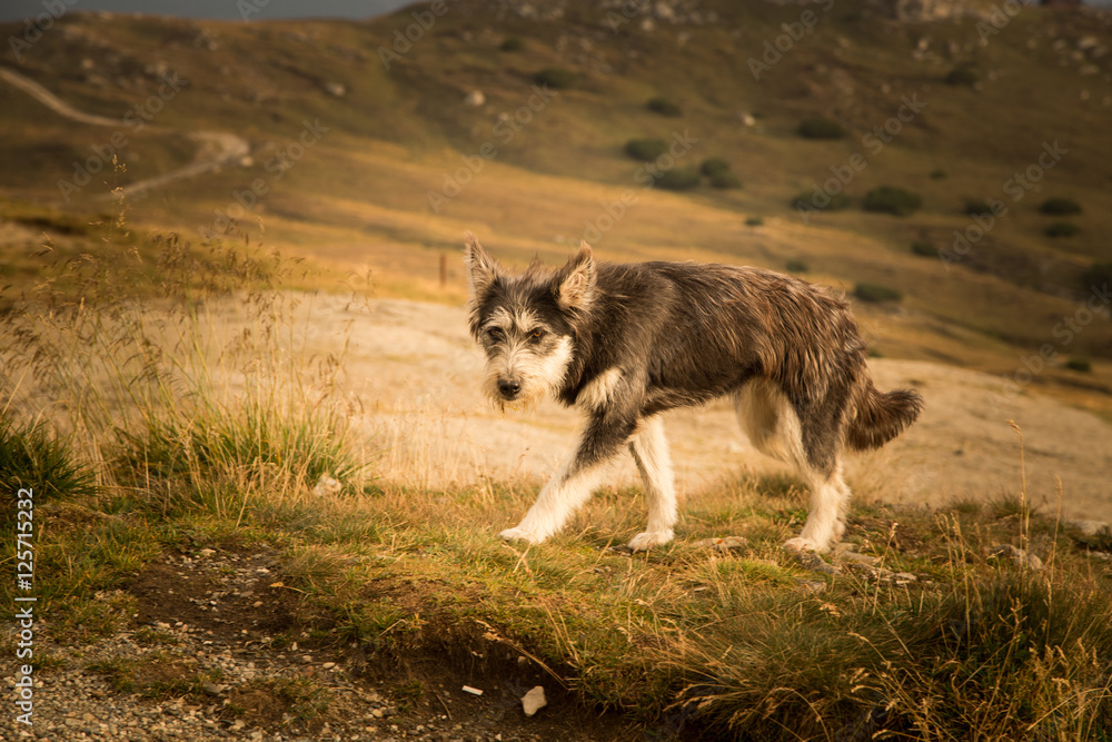 
Portrait of a shepherd dog in a Carpathian landscape