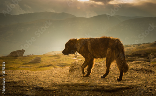Fototapeta Naklejka Na Ścianę i Meble -  
Portrait of a shepherd dog in a Carpathian landscape