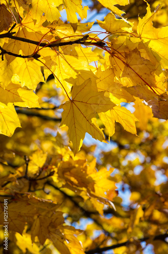 leaves in autumn forest