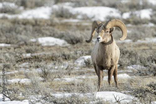 Bighorn Sheep (Ovis canadensis) male, ram, in snow and sage during winter, National Elk refuge, Jackson, Wyoming, USA.