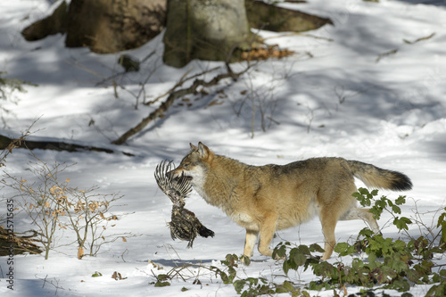 Adult Eurasian wolf  Canis lupus lupus  running with caught prey  in the forest in snow  Germany