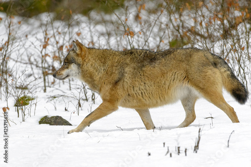 Adult Eurasian wolf  Canis lupus lupus  walking in the forest in snow  Germany