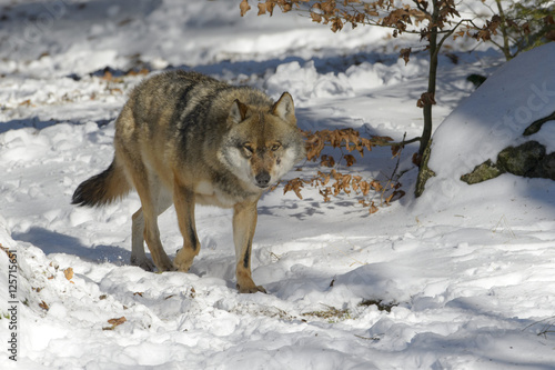 Adult Eurasian wolf (Canis lupus lupus) walking in the forest in snow, Germany © andreanita