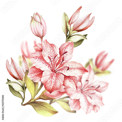 Composition with blossoming lilies. Hand draw watercolor illustration