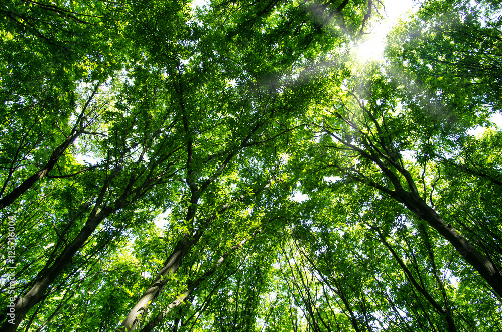 beautiful green forest beautiful green forest