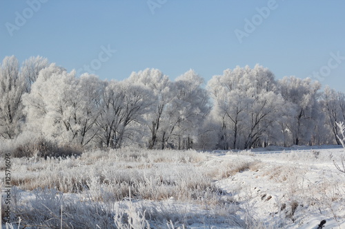 Wallpaper Mural Winter forest in frost, against the blue sky Torontodigital.ca