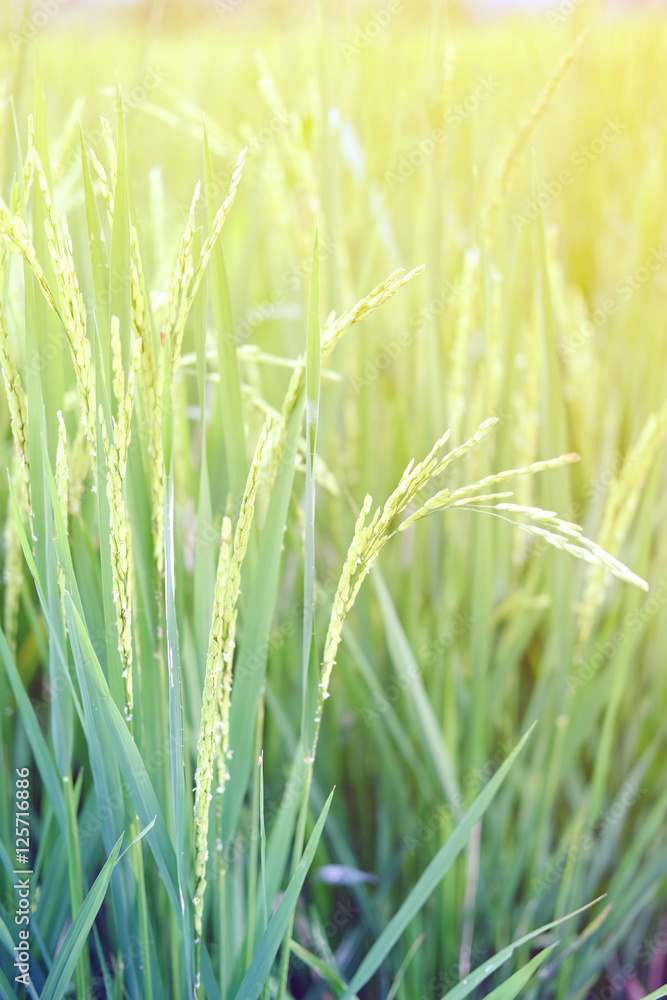Paddy field in north of Thailand. Paddy field in north of Thailand.