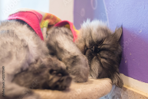 Fototapeta Naklejka Na Ścianę i Meble -  Cat