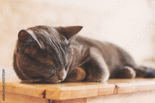 Fototapeta Naklejka Na Ścianę i Meble -  Cat