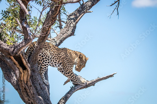 Leopard looking down from a tree.
