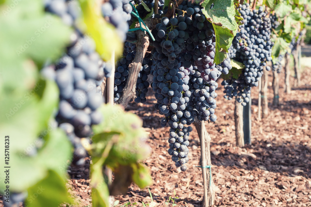 Vineyard harvest. Ripe grapes in fall