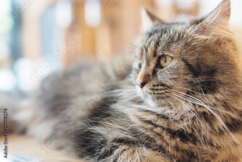 Fototapeta Naklejka Na Ścianę i Meble -  Cat