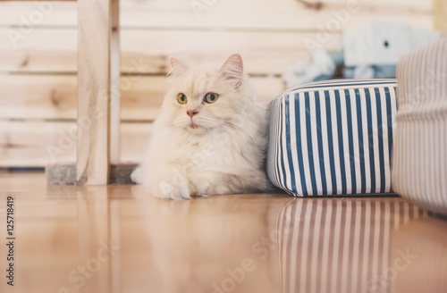 Fototapeta Naklejka Na Ścianę i Meble -  Cat