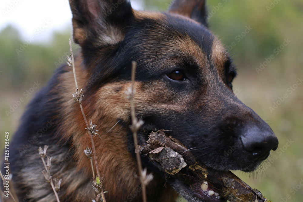 The muzzle and nose of the dog of breed a German shepherd The muzzle and nose of the dog of breed a German shepherd