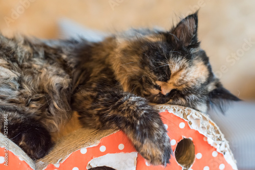 Fototapeta Naklejka Na Ścianę i Meble -  Cat