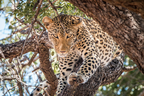 Leopard starring in a tree. © simoneemanphoto