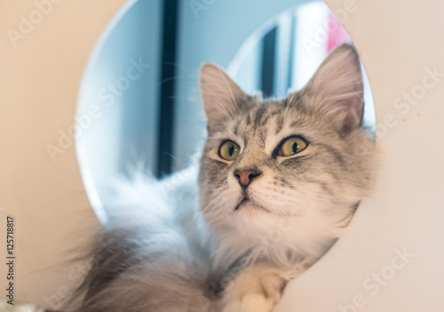 Fototapeta Naklejka Na Ścianę i Meble -  Cat