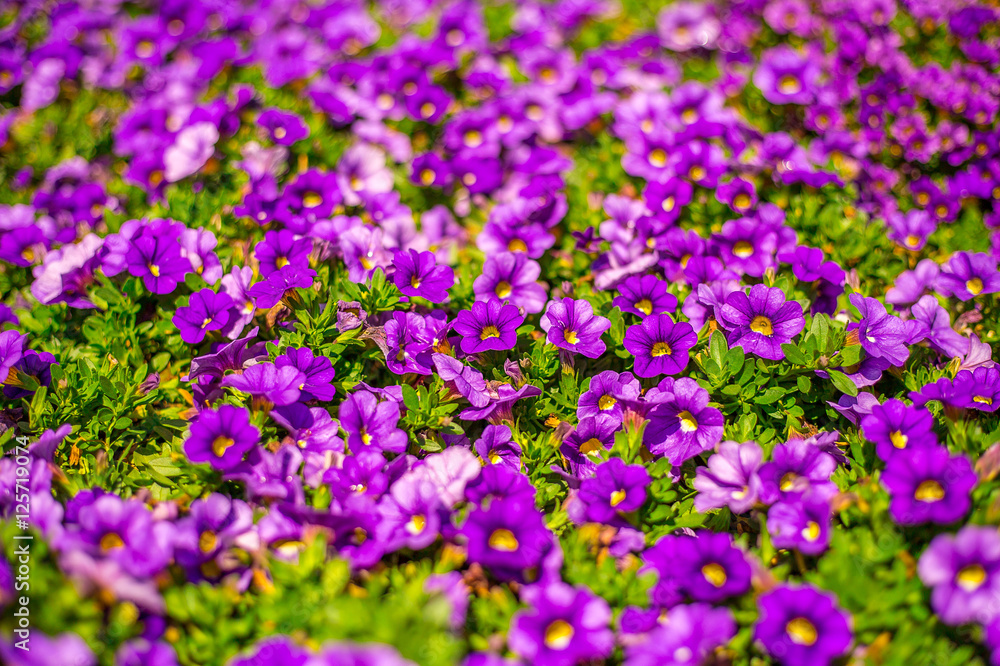 Obraz premium Purple Flowers Field