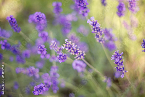 Beautiful Lavander Field in June