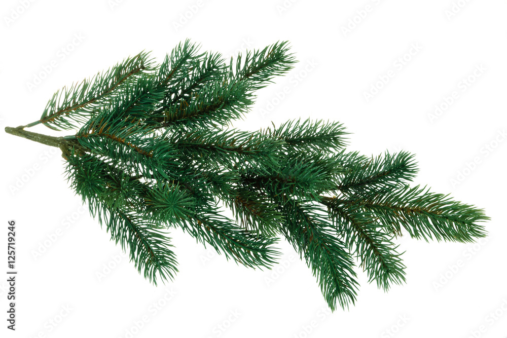 Branch of fir.