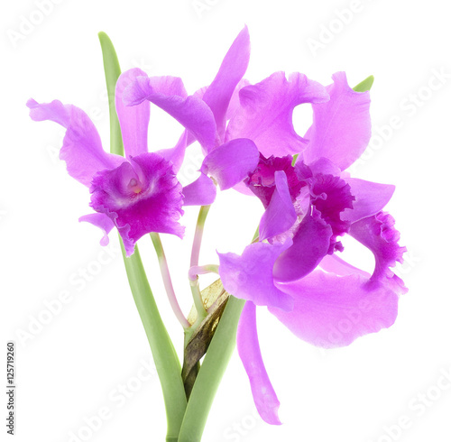 Fototapeta Naklejka Na Ścianę i Meble -  Purple Cattleya Orchid isolated on a white background