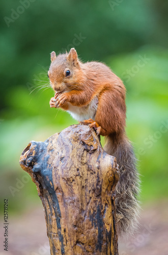 Red Squirrel perched in woodland, Northumberland, England