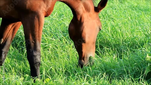 horse close up eating geeen grass on meadow
 photo