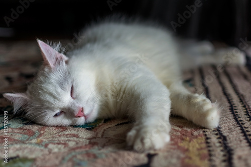 Photography Turkish Angora Cat