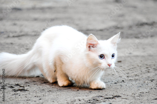 белая кошка на охоте