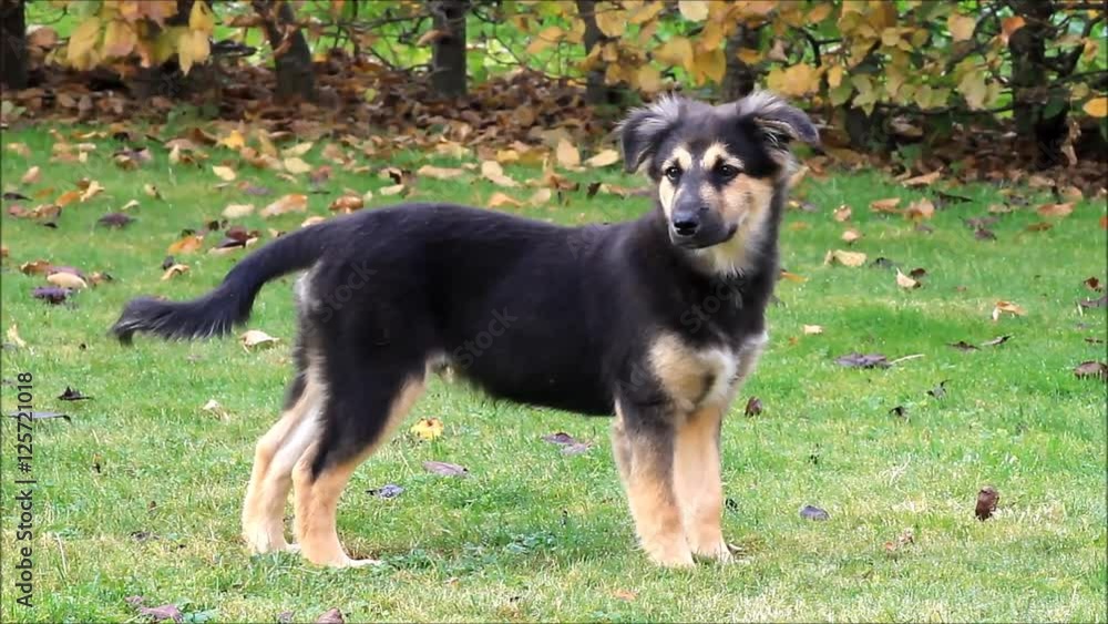 puppy dog standing on grass in autumn, mixed breed australian shepherd
puppy dog standing on grass in autumn, mixed breed australian shepherd