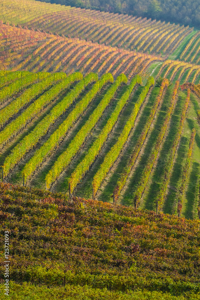 Panoramic view of vineyards in Piedmont