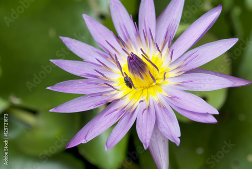 pink lotus