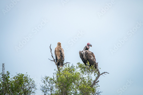 Tawny eagle and Lappet-faced vulture in a tree.