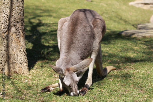 kangaroo