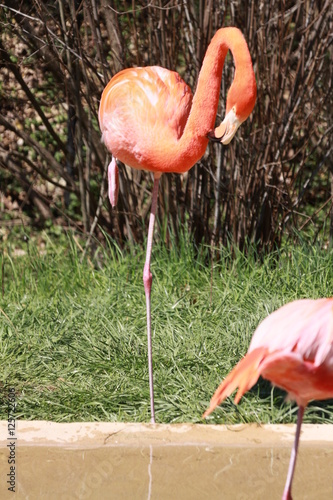 Flamingo