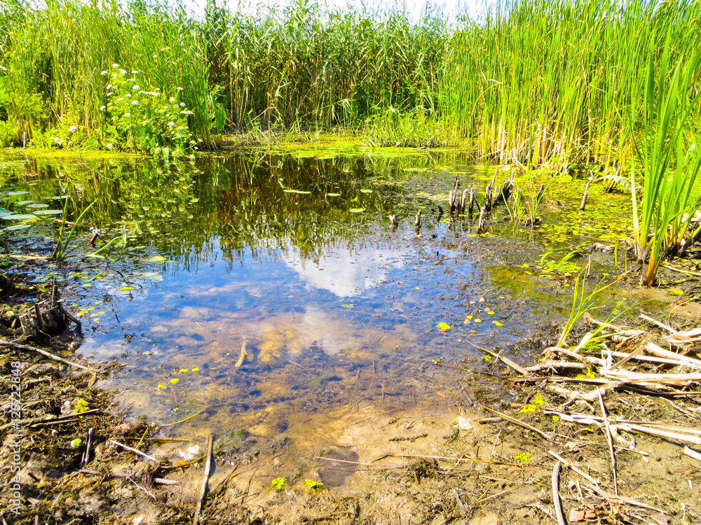 Obraz premium Green reed in a swamp