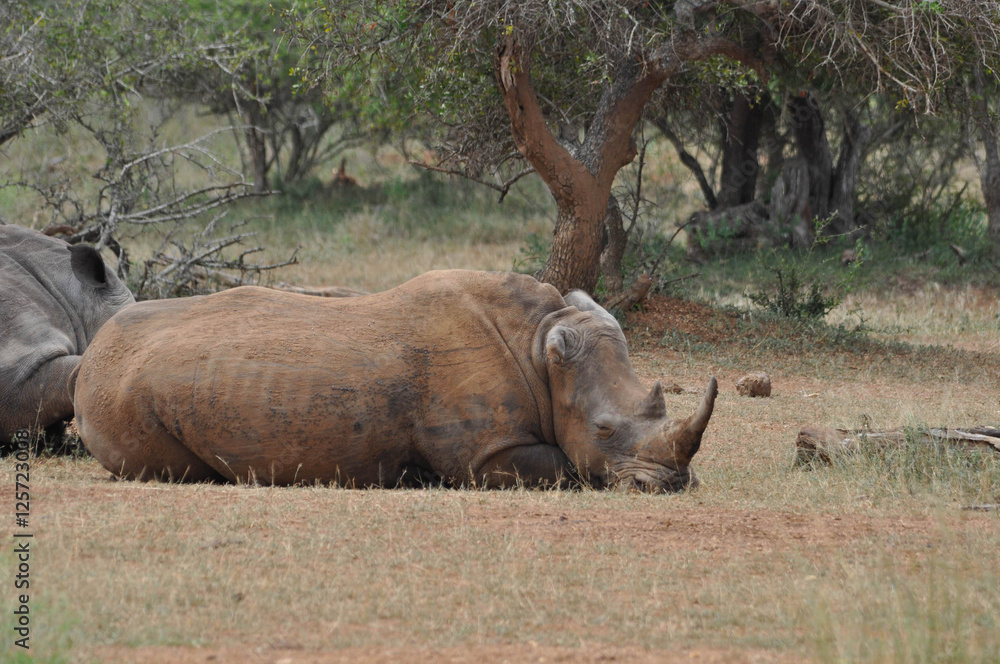 Fototapeta premium Rhino 