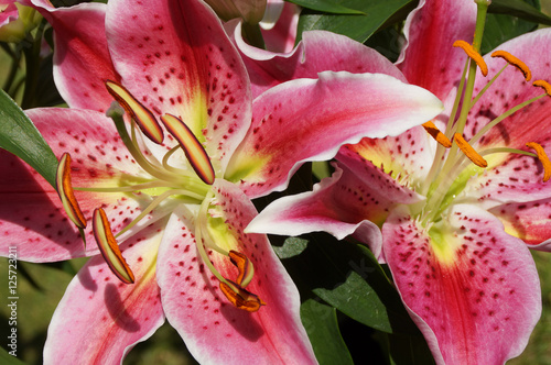 Stargazer lilies in close up in red and pink