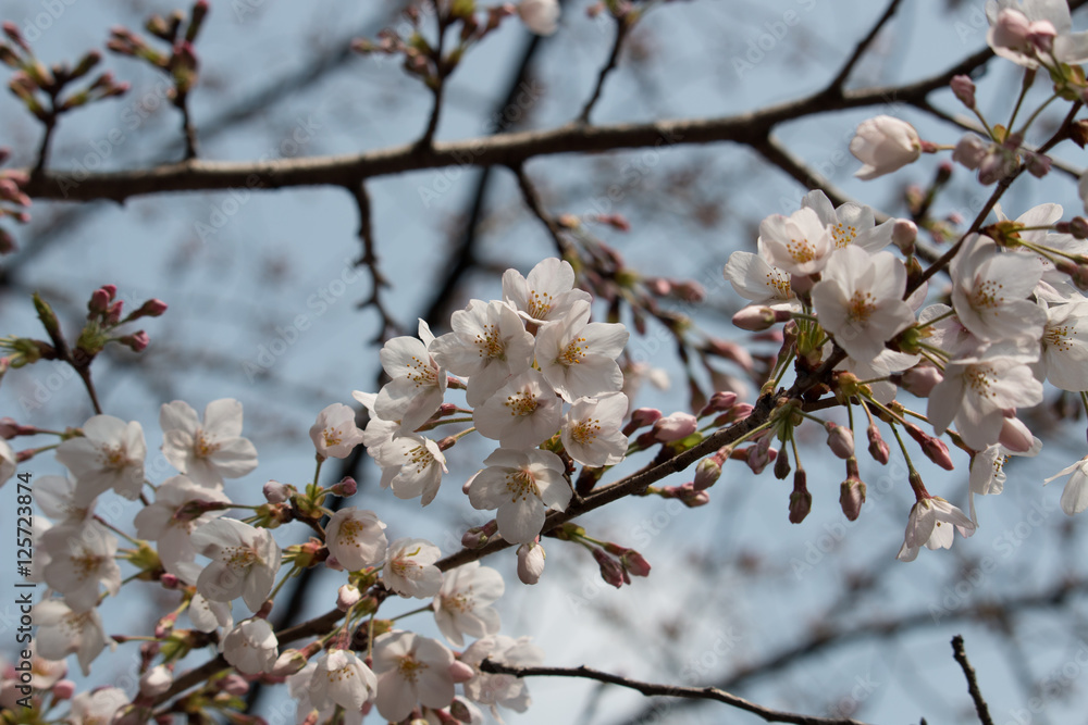Sakura in Tokyo Sakura in Tokyo