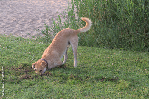 dog digging for mole rat