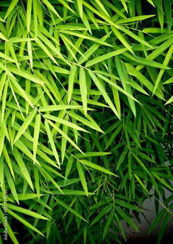 Vivid green color of bamboo leaf