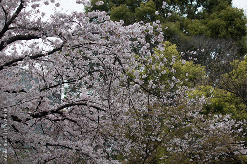 Wallpaper Mural Sakura in Tokyo Torontodigital.ca